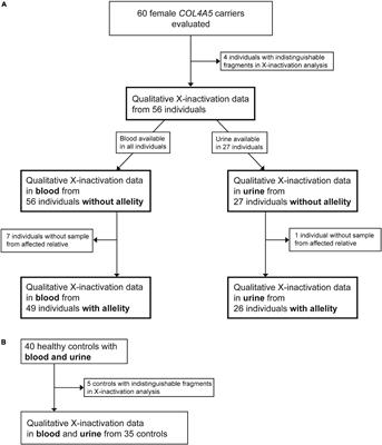 Renal X-inactivation in female individuals with X-linked Alport syndrome primarily determined by age